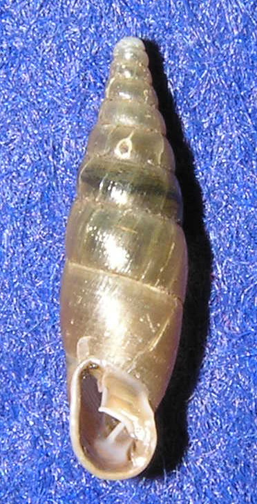 Cochlodina (Cochlodina) laminata laminata (Montagu, 1803)